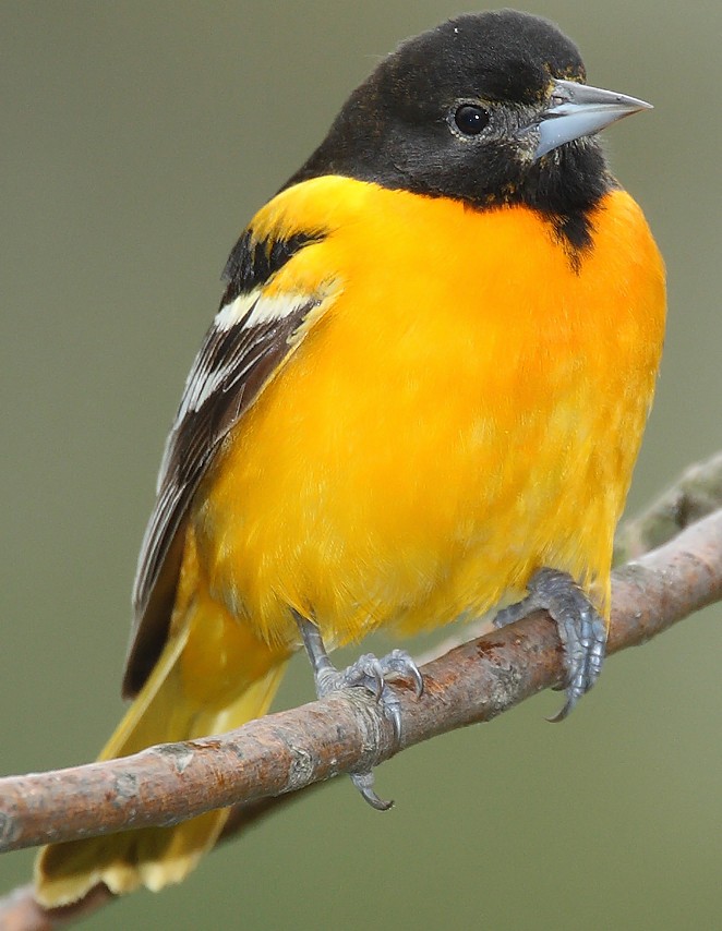 Oriole Baltimore Icterus-galbula