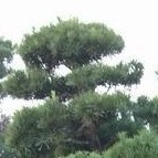 Podocarpus_macrophyllus