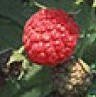 Raspberry heritage