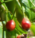 Rose-Hips