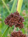 Dark Green Bulrush  814288