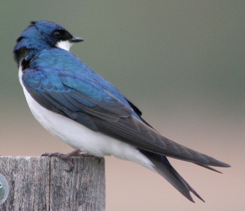 Swallow_tree Wiki commons