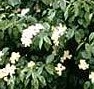 Viburnum dentatum