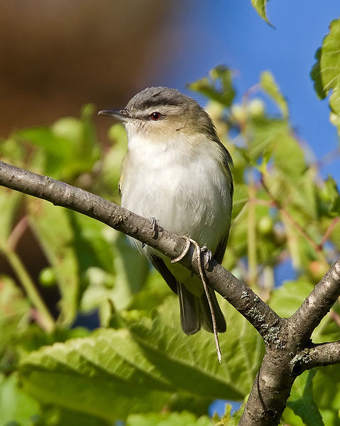Vireo_olivaceus_Red eyed Wikimedia commons