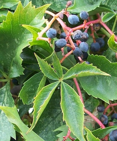 Virginia Creeper (Parthenocissus quinquefolia