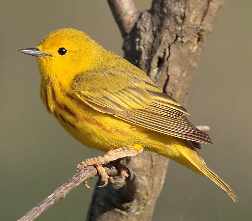 Warbler Dendroica-petechia-Wikipedia