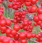 Winterberry redsprite