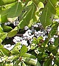 bayberry berries