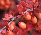 berberis-thunbergii berries