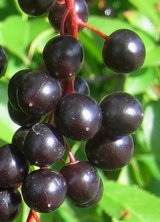 chokecherry