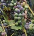 grape Vitis labrusca