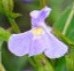 mimulus_ringens Monkey flower