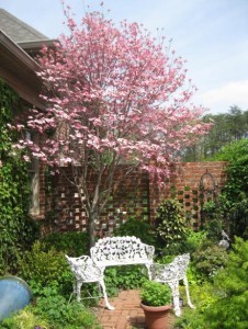 patio garden 2