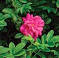 rosa_rugosa_