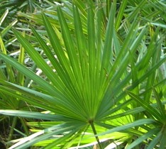 saw_palmetto_tree