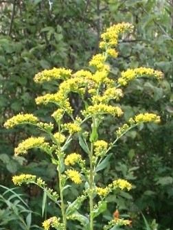 solidago-patula-swamp goldenrod