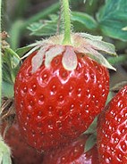 strawberry