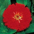 zinnia_dreamland_red