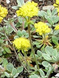 Eriogonum_umbellatum_humistratum sulfur flower