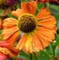 Helenium-Coppelia-Sanguisorba IDEA