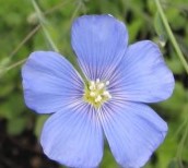 Linum lewisii western blue flax fl