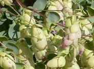 Origanum libanoticum hop flowered