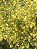 Ribes odoratum bush