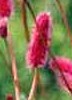 sanguisorba_menziesii