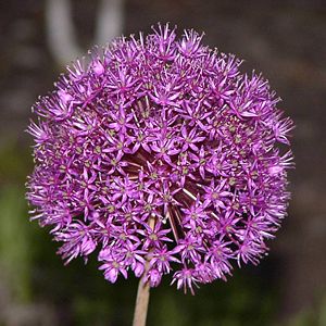 Allium christopii