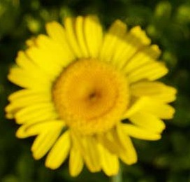 Anthemis tinctoria 2 golden-marguerite1