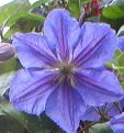 Clematis-Perle-d-Azur-4