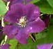 Clematis-Viticella-Etoile-Violette