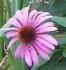 Coneflower purple Echinacea purpurea Magnus