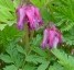 Dicentra_eximia_Fringed bleeding heart