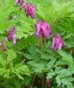 Dicentra_eximia_Fringed bleeding heart