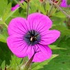 Geranium psilostemon