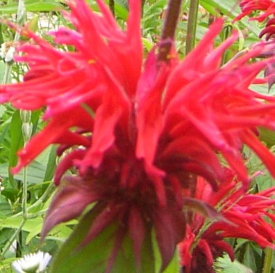 Monarda didyma Cambridge Scarlet 2