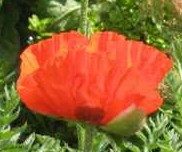 Papaver orientalis Beauty of Livermore