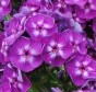 Phlox paniculata Laura