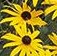 Rudbeckia Black Eyed Susan