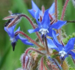 borago-officinalis 3