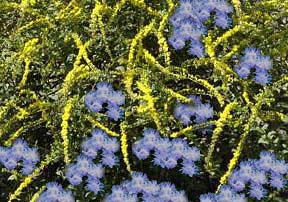 hardy ageratum & goldenrod combination