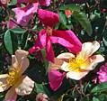 rose Mutabilis 2