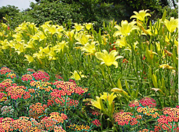 yarrow&daylilies