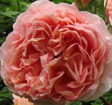 Abraham Darby