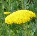 Achillea filipulina Gold Plate