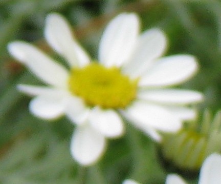 Anthemis_punctata_cupaniana