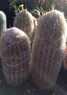Cactus wooly