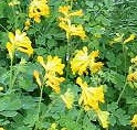 Corydalis lutea