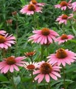 Echinacea purpurea Magnus